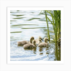 Swans In The Water 1 Art Print