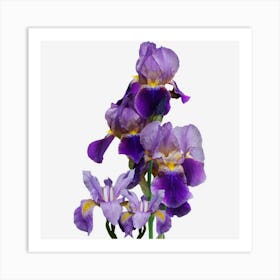 Irises Flower Plant Gardening Gardener Lover Tennessee Art Print