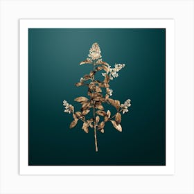 Gold Botanical Wild Privet on Dark Teal Art Print