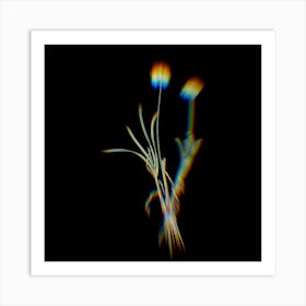 Prism Shift Allium Carolinianum Botanical Illustration on Black n.0270 Art Print