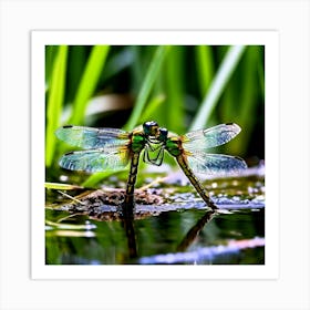 Nature Dragonfly Mating Couple Insect Sitting Duck Pond Lively Dvd Fauna Wild Animal Gras (17) Art Print