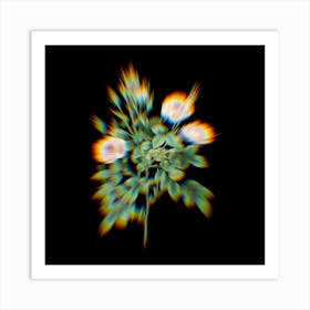 Prism Shift Rosier Pompon Botanical Illustration on Black n.0251 Art Print