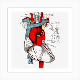 Vintage Medical Human Heart Anatomy Illustration Art Print