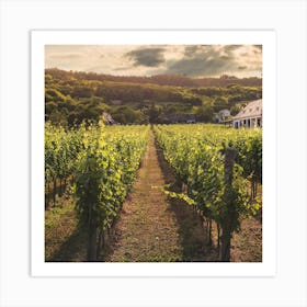 Vineyard At Sunset Art Print