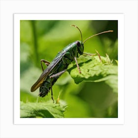 Green Grasshopper Art Print