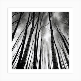 Birch Trees 31 Art Print