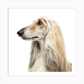 Afghan Hound Dog Portrait Poster