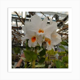 White Orchids In A Greenhouse Art Print