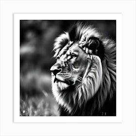 Lion art 82 Art Print