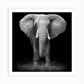 Elephant In Black And White Art Print