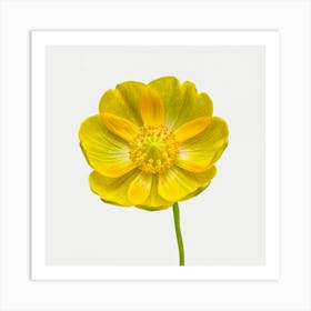 Yellow Anemone 1 Art Print