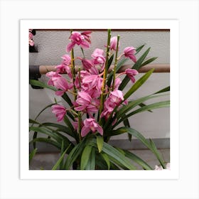 Pink Orchids 14 Art Print