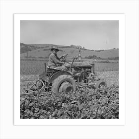 San Benito County, California, Japanese Americans Operating Spinach Harvester While They Wait For Final Art Print