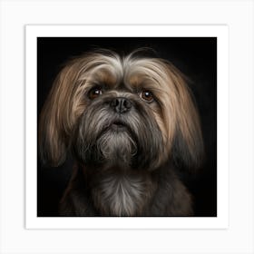 Shih Tzu Portrait Art Print