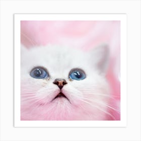 British Shorthair Kitten Art Print