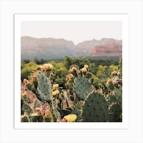 Sedona Cactus Flowers Art Print