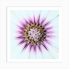 White Pink Flower // Nature Photography Art Print