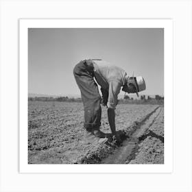 Malheur County, Oregon, Japanese Americans Transplanting Celery By Russell Lee Art Print