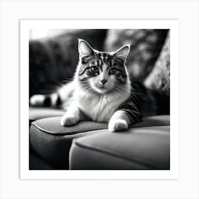 Black And White Cat 27 Art Print