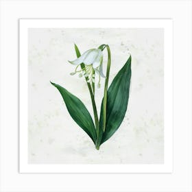 Lily Of The Valley 1 Art Print