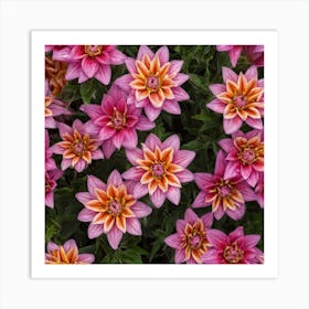 Dahlias Art Print