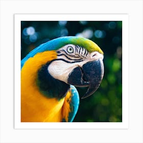 Parrot Stock Videos & Royalty-Free Footage 1 Art Print