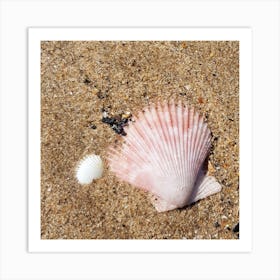 Shells Art Print