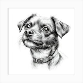 Border Terrier Art Print