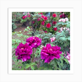 Peonies In The Garden 1 Art Print