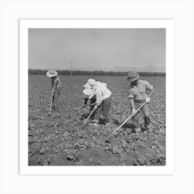 Untitled Photo, Possibly Related To San Benito, California, Japanese Americans Work In Field While They Wait For Final Art Print