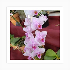 Orchids 20 Art Print