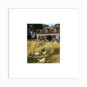 Chickens In The Grass Art Print