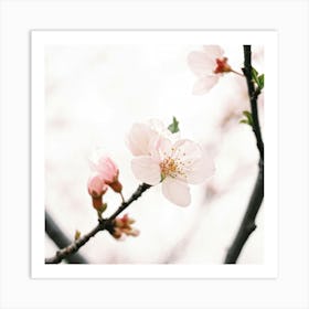 Cherry Blossoms 26 Art Print