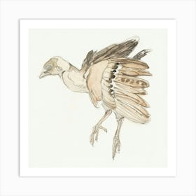 Pheasant 2 Art Print