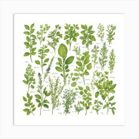 Kitchen Herbs Art Print 1 Art Print