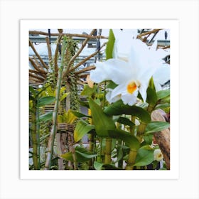 Orchids In A Greenhouse 1 Art Print