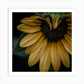 Sunflower Art Print