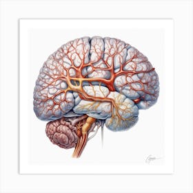 Blood Vessels In The Brain Art Print