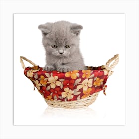 Kitten In A Basket Art Print