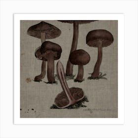 Fungi Art Print