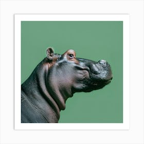 Animal Hippopotamus In The Green Room Square Version Art Print