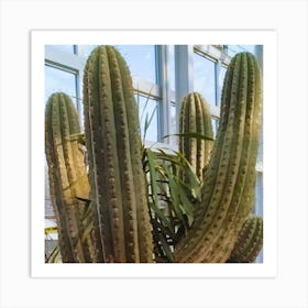 Cactus 6 Art Print