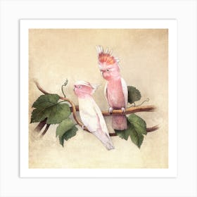 Pink Cockatoos Art Print