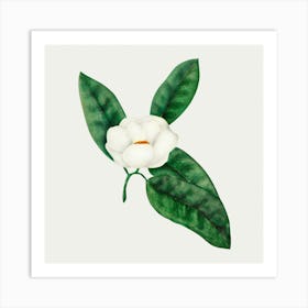 Magnolia 5 Art Print