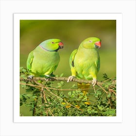 Beautiful green birds Art Print