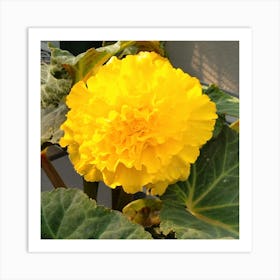 Yellow Geranium 3 Art Print