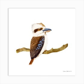 Kookaburra Bird Art Print