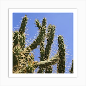 Spiky Cactus Art Print