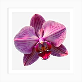 Orchid Flower Art Print