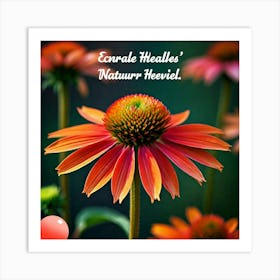 Echinacea Flower Art Print